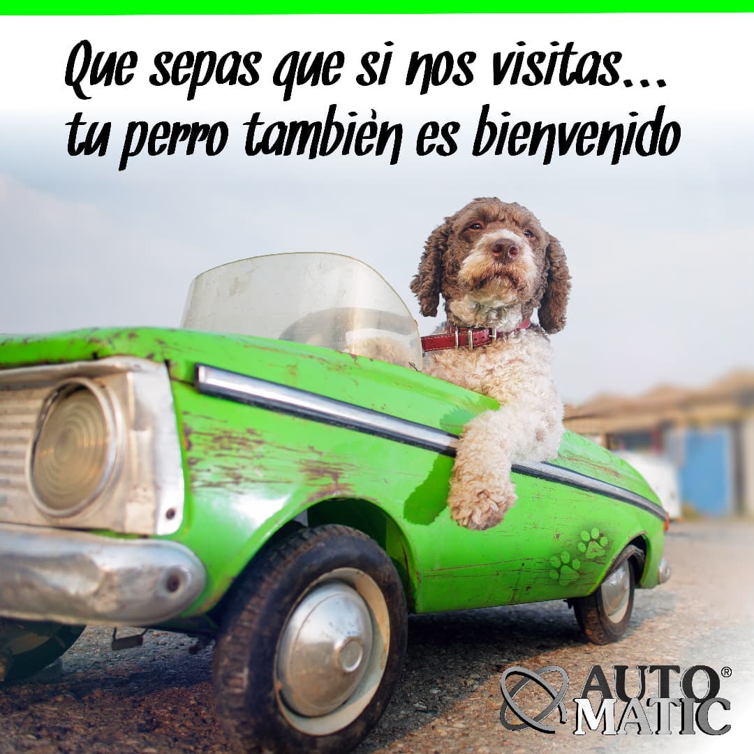 auto-matic-bienvenido-tu-y-tu-perro-mascota-dog